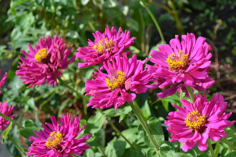 découvrez les essentiels du jardinage pour débutants : conseils pratiques, astuces de culture et choix des plantes pour transformer votre espace extérieur en un véritable havre de paix. lancez-vous dans l'aventure du jardinage avec nos guides simples et accessibles.